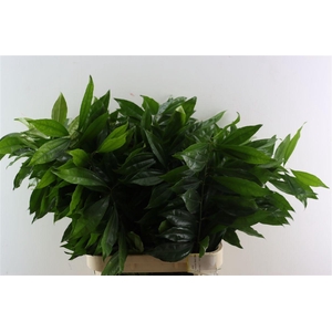 Cocculus 80cm