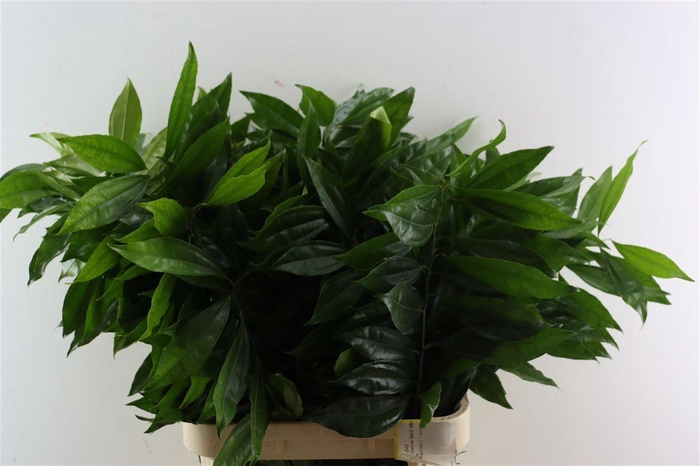 <h4>Cocculus 80cm</h4>