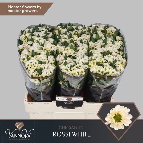 CHR SAN ROSSI WHITE