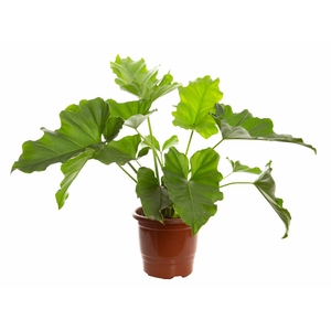 PHILODENDRON UNDULATUM P17