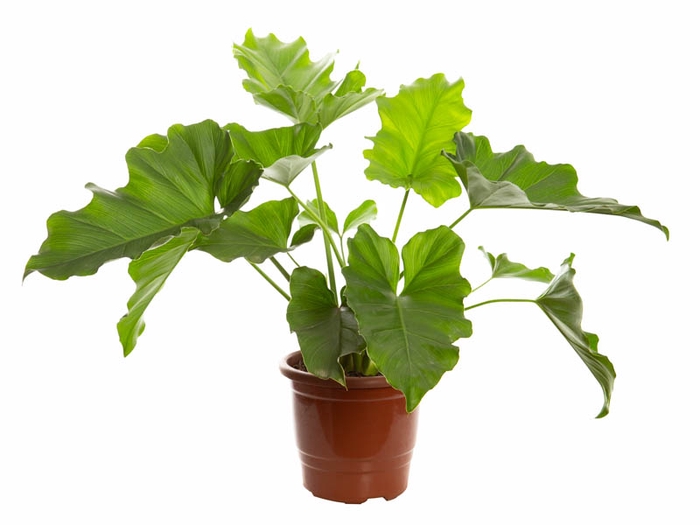 <h4>PHILODENDRON UNDULATUM P17</h4>