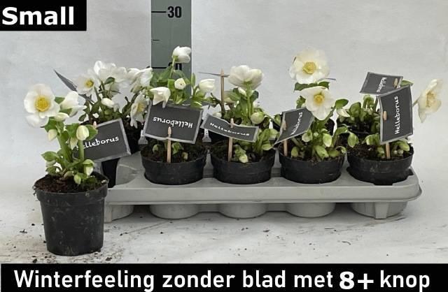 <h4>HELL NI WINTER FLEUR</h4>