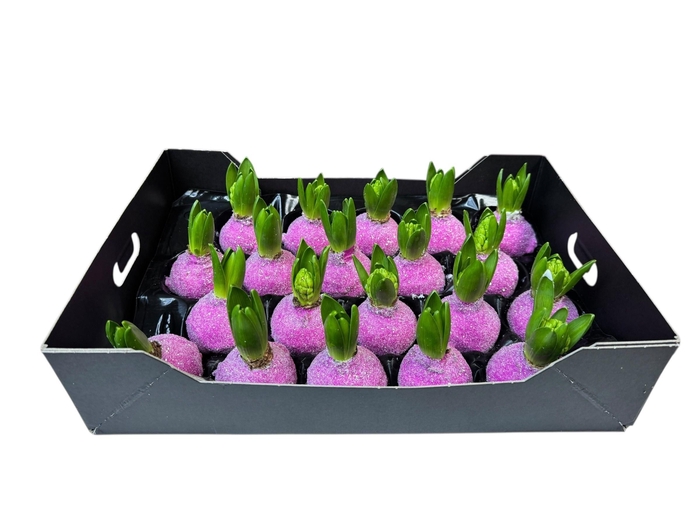 <h4>HYACINTH WAX GLIT-FUCHSIA</h4>