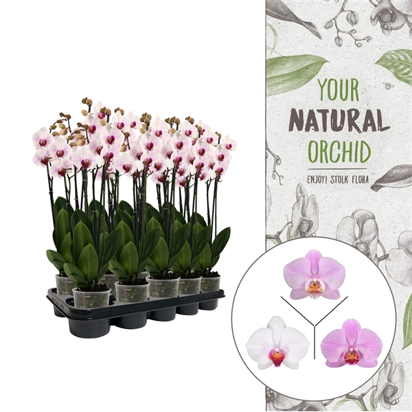 <h4>Your Natural Orchid | Pink | Phalaenopsis 3 spike</h4>