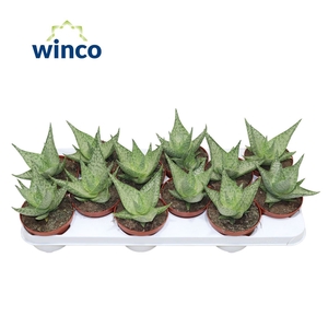 Aloe Ov