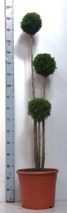 <h4>Thuja occi. Smaragd</h4>