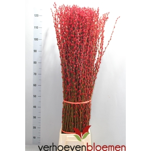 SALIX  SN FLA KLB H%