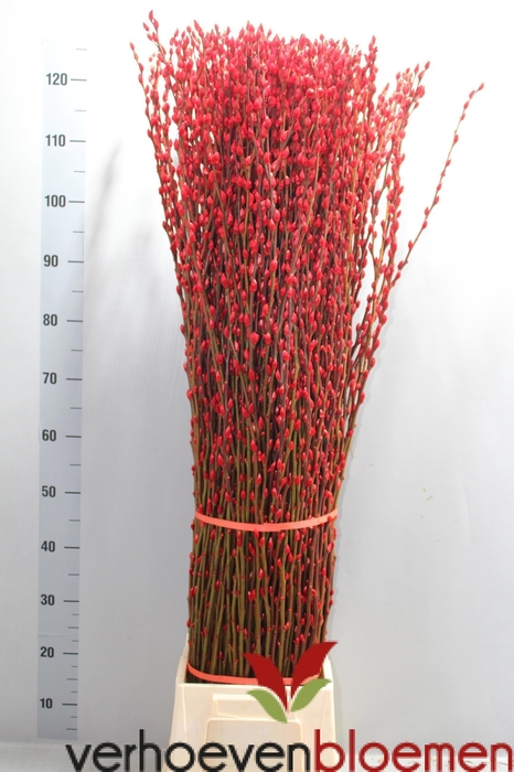 <h4>SALIX  SN FLA KLB H%</h4>