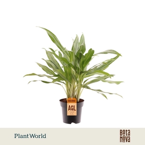 Aglaonema White Lance