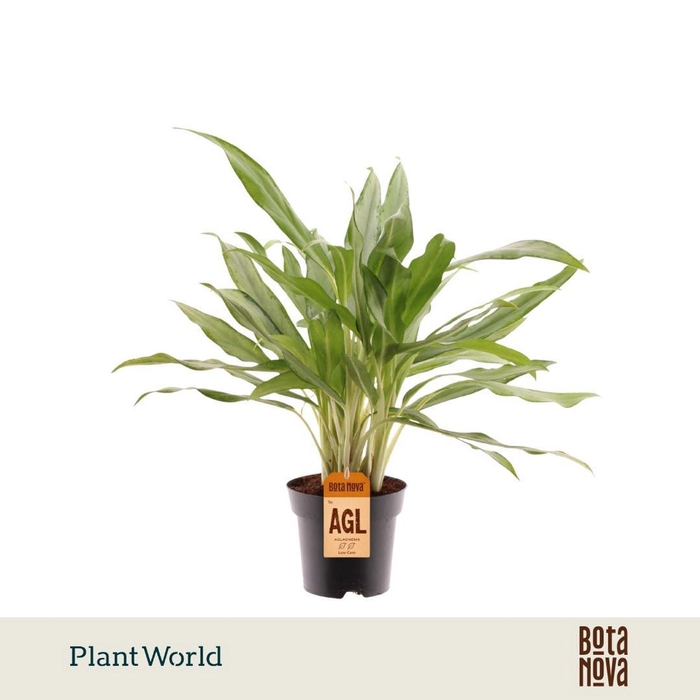 <h4>Aglaonema White Lance</h4>