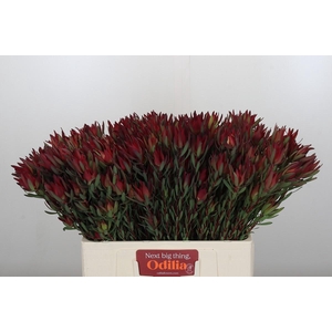 Leucadendron Blush Spray