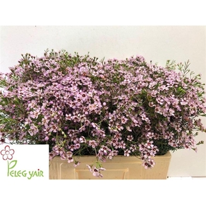 WAXFL JUPITER SOLAR 30 GR.