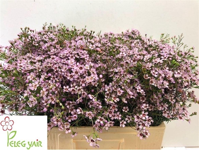 <h4>WAXFL JUPITER SOLAR 30 GR.</h4>