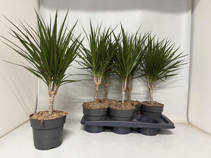 <h4>DRA MARGINATA</h4>