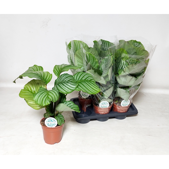 <h4>CALAT ORBIFOLIA</h4>