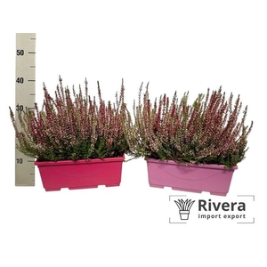 CALLU BALCONY POT P40