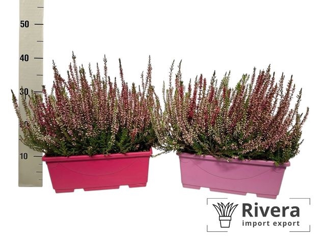 <h4>CALLU BALCONY POT P40</h4>
