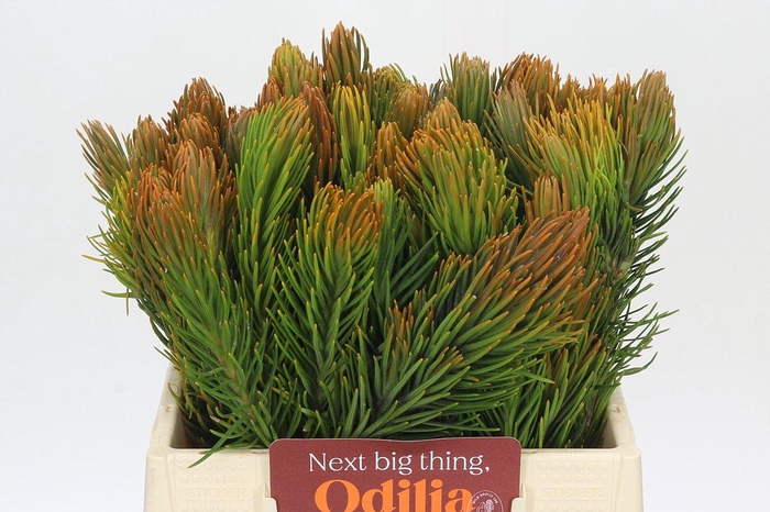 <h4>Kaaps Groen Retzia Carpensis</h4>