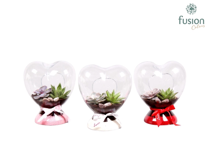 <h4>Green Bottle hart met succulenten</h4>