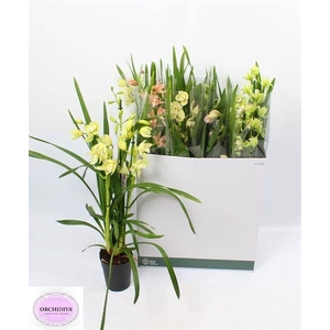 Cymbidium   ...mix