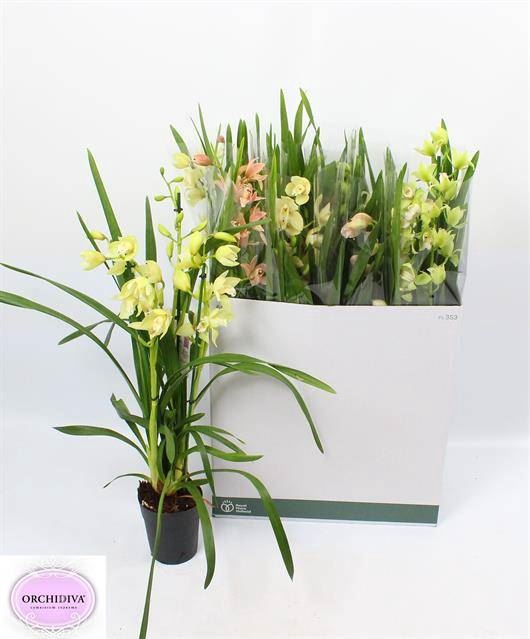 <h4>Cymbidium   ...mix</h4>