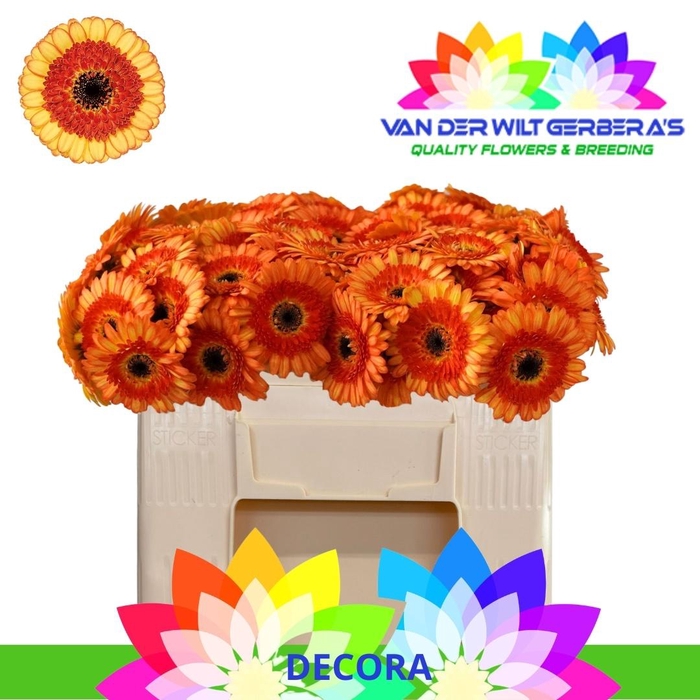 <h4>GE MI DECORA</h4>