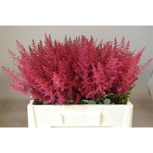Astilbe Paul Gaarder