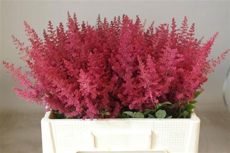 <h4>Astilbe Paul Gaarder</h4>