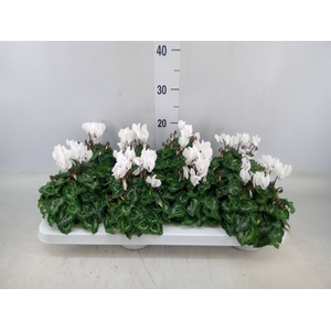 Cyclamen KL 'Compact'