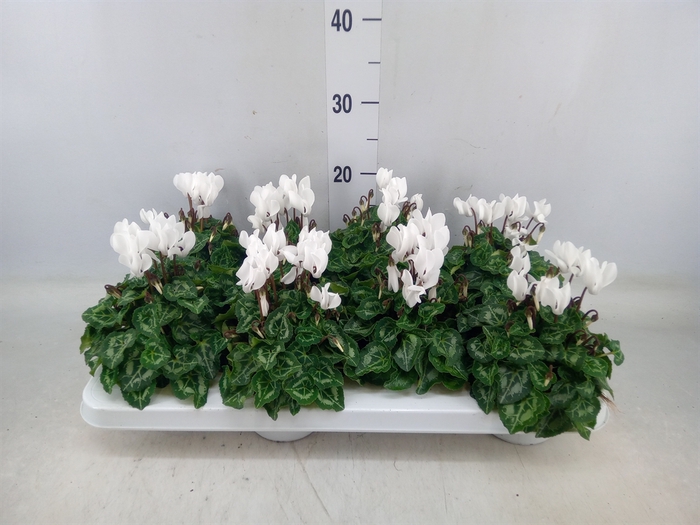 <h4>Cyclamen KL 'Compact'</h4>