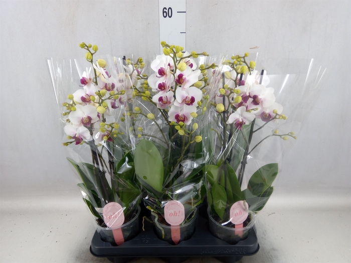 <h4>Phalaenopsis multi. 'FC Safe Haven'</h4>