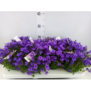 Campanula porten. 'Ambella In Prpl'