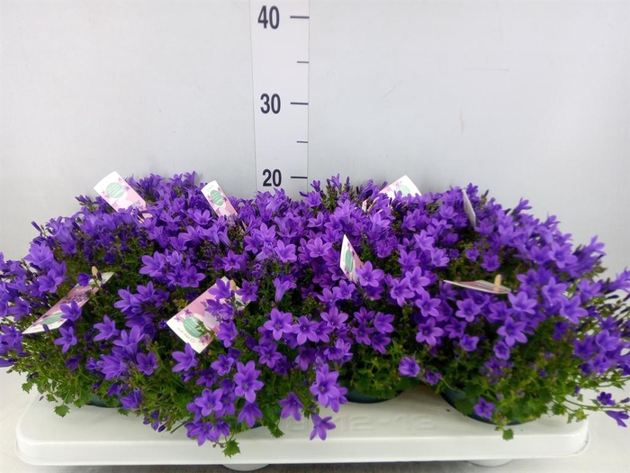 <h4>Campanula porten. 'Ambella In Prpl'</h4>