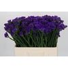 Limonium sinuatum Navy Sun Birds