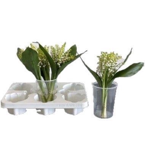 CONVALLARIA MAJALIS CONVALLARIA P S
