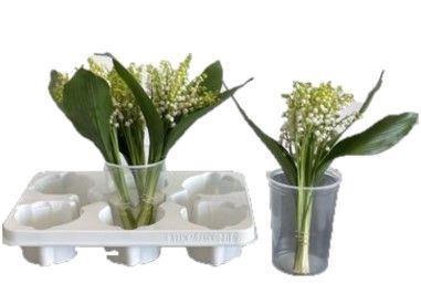 <h4>CONVALLARIA MAJALIS CONVALLARIA P S</h4>