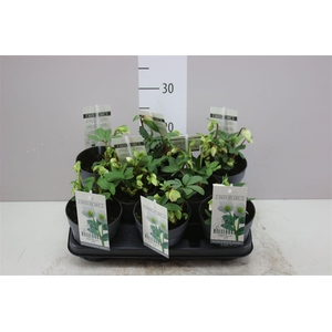 Helleborus Niger 'mont Blanc' - Small