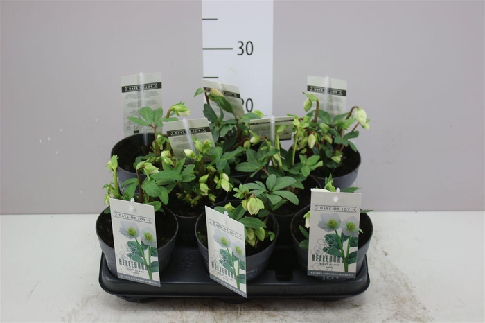 <h4>Helleborus Niger 'mont Blanc' - Small</h4>