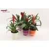 Bromelia Gem Decopotten