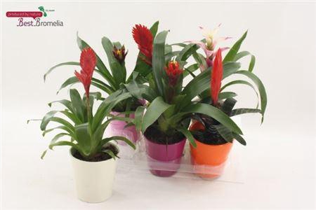 Bromelia Gem Decopotten