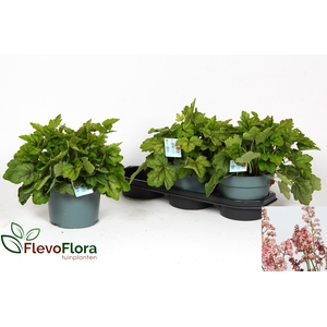HEUCHERELLA PINK REV