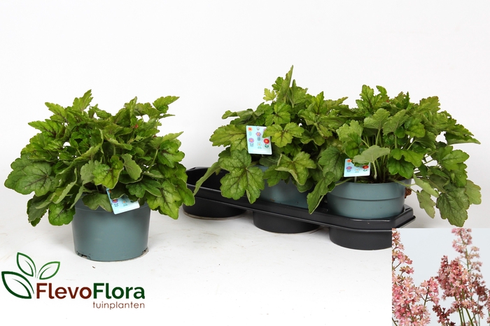 <h4>HEUCHERELLA PINK REV</h4>