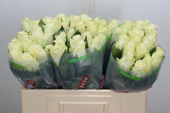 <h4>R Gr Albatros</h4>