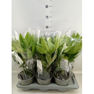 Fatsia japonica 'Variegata'