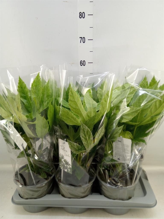 <h4>Fatsia japonica 'Variegata'</h4>