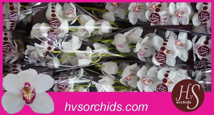 <h4>CYMB T VANITY 50 CM</h4>