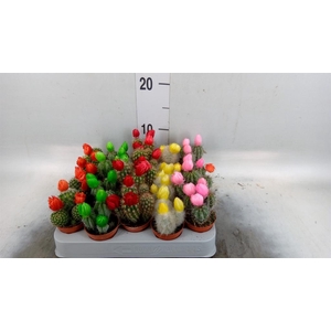 Cactus   ...decorated