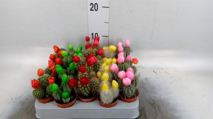 <h4>Cactus   ...decorated</h4>