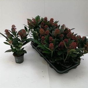 Skimmia japonica Rubella