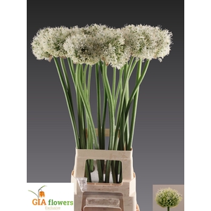 ALLIUM MOUNT EVEREST